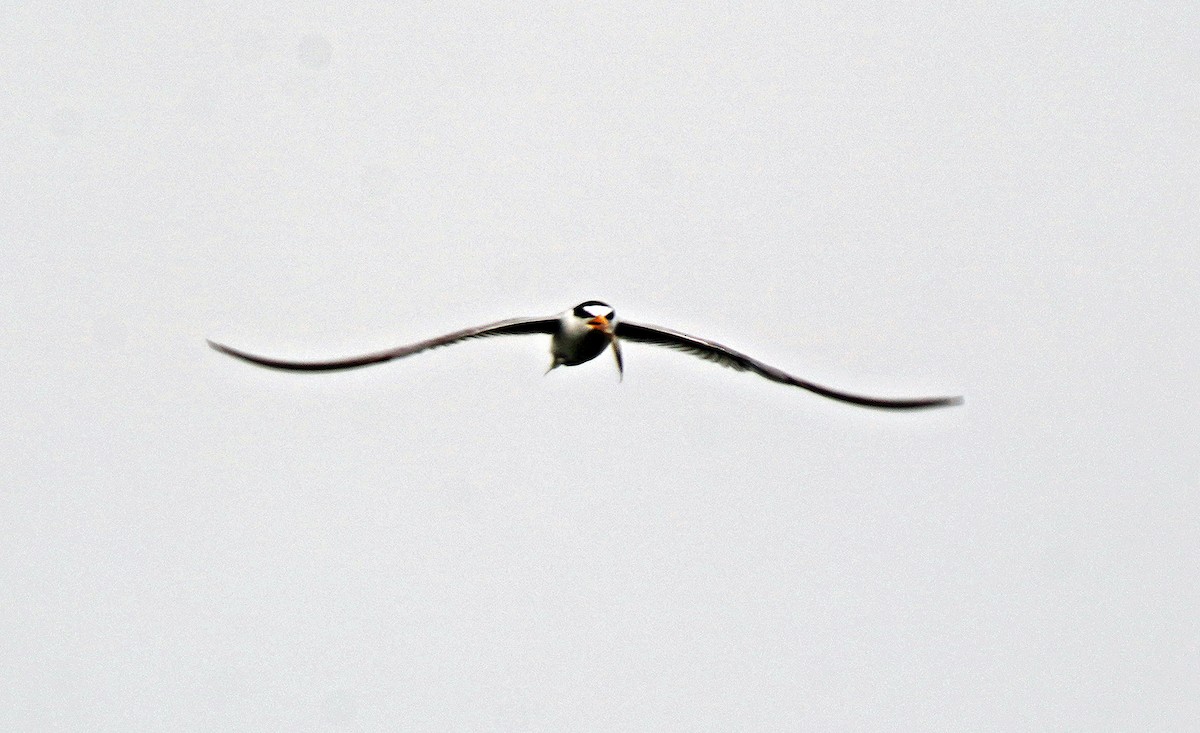 Little Tern - ML620819491