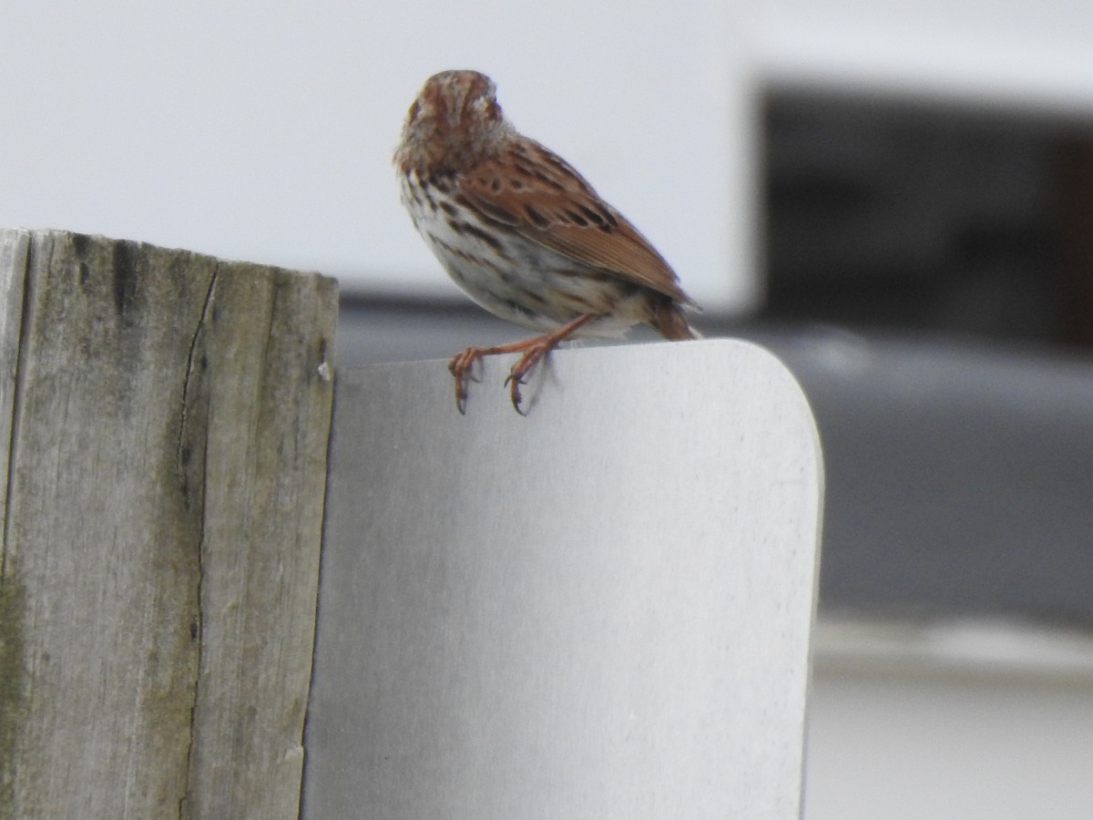 Song Sparrow - ML620819492