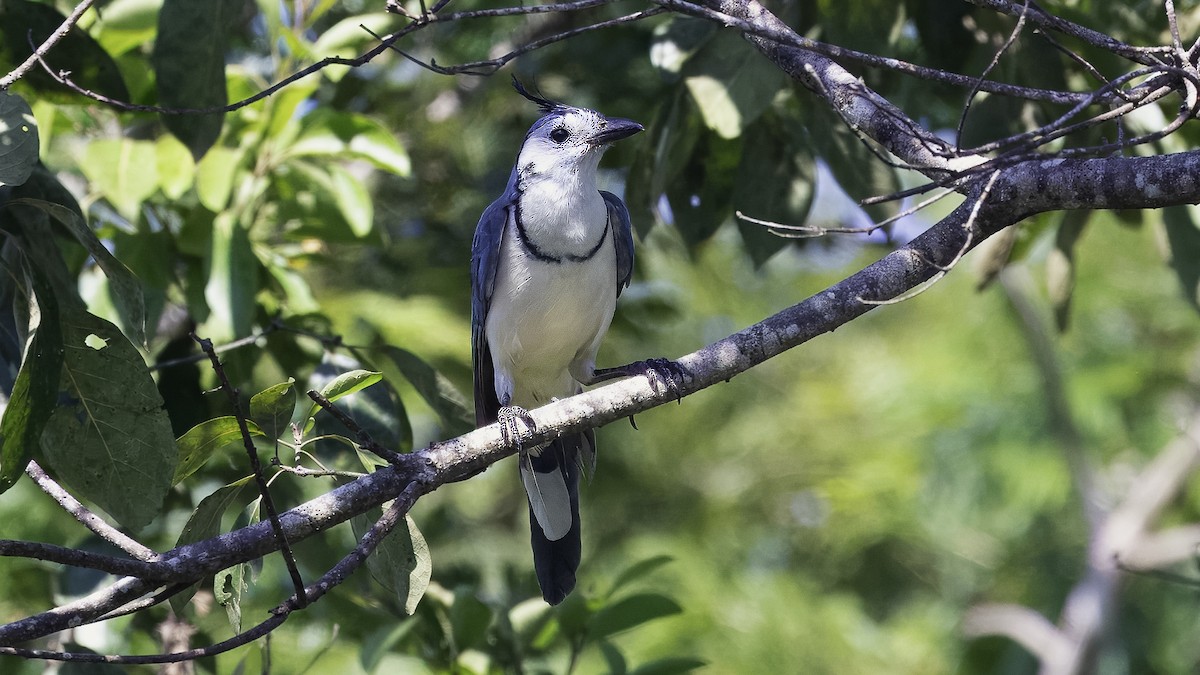 White-throated Magpie-Jay - ML620819493