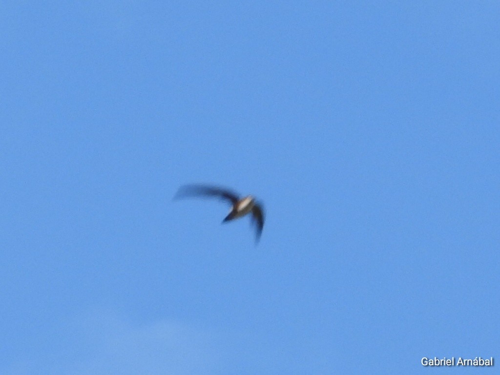 Antillean Palm Swift - ML620819494