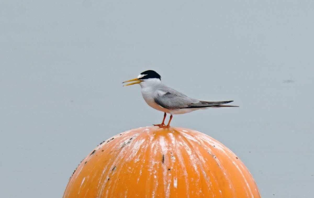 Little Tern - ML620819495