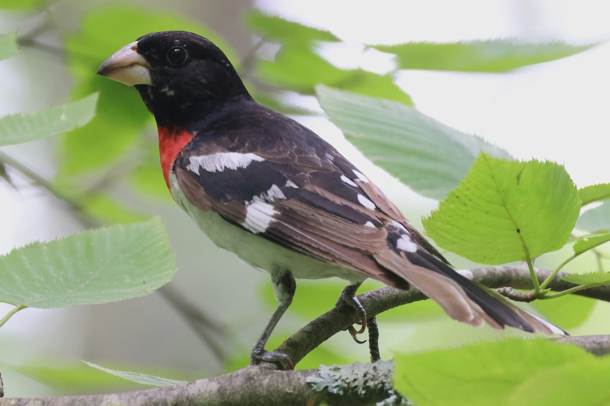 Rose-breasted Grosbeak - ML620819496