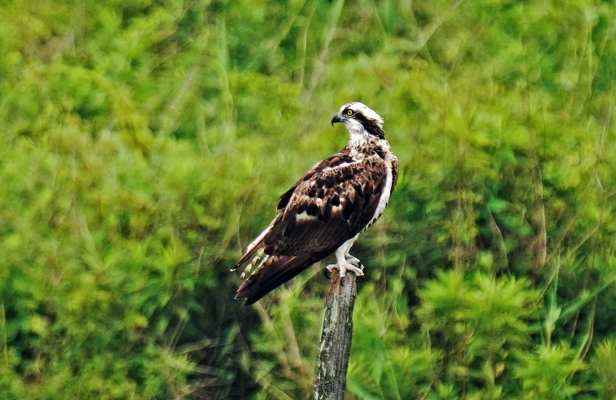 Osprey - ML620819497