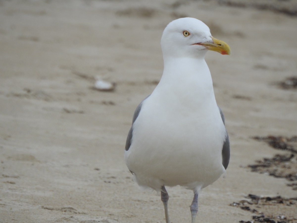 Herring Gull - ML620819499