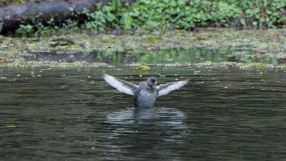 Least Grebe - ML620819504