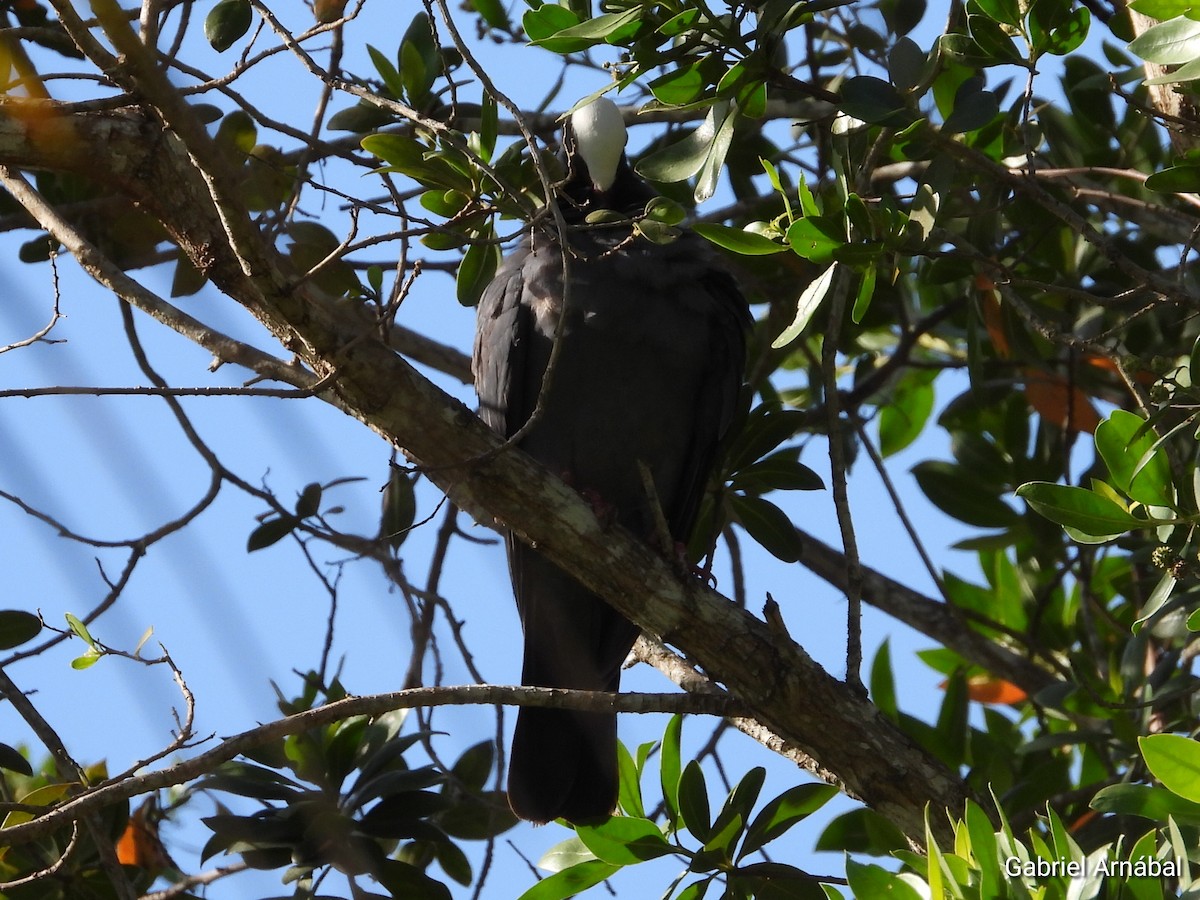 White-crowned Pigeon - ML620819510