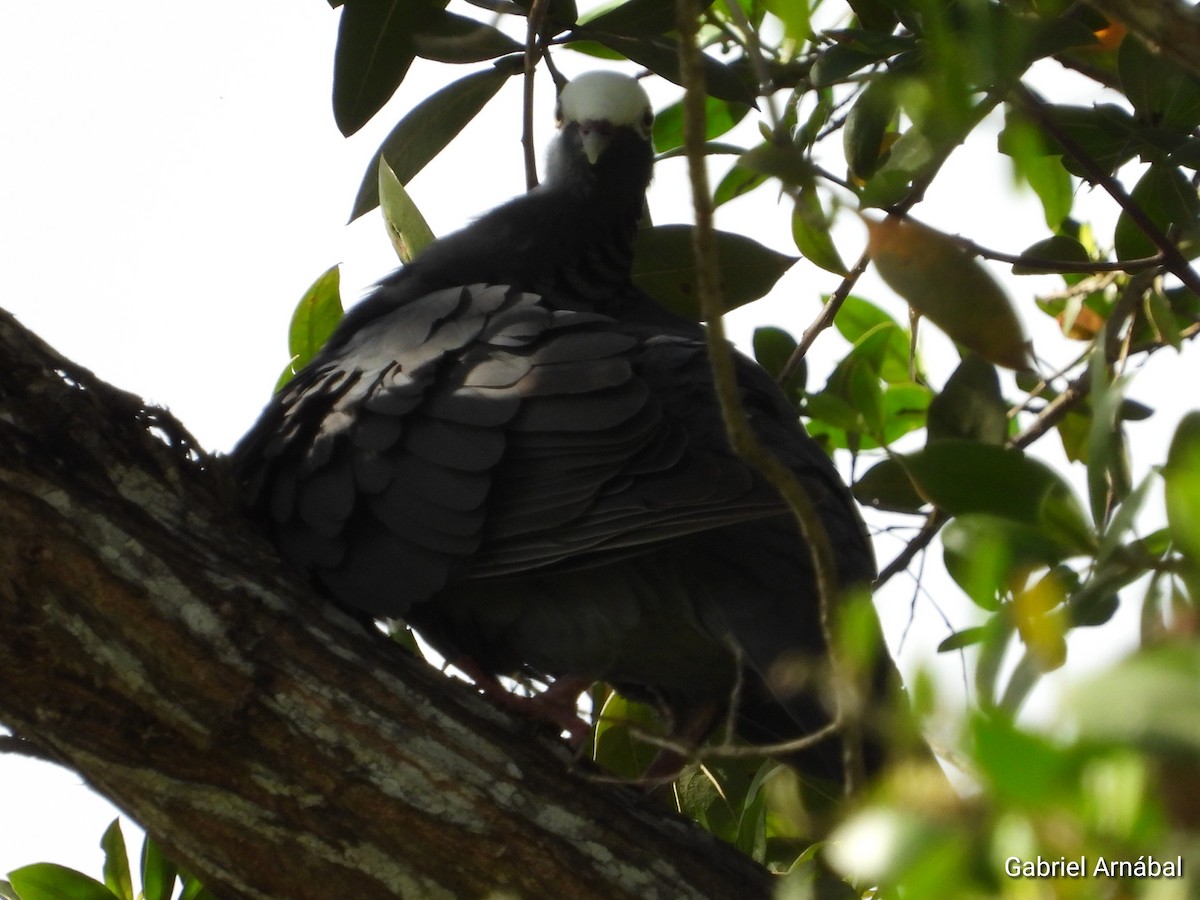 White-crowned Pigeon - ML620819512