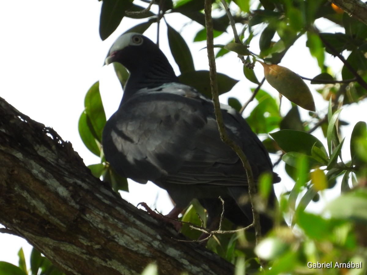 White-crowned Pigeon - ML620819513
