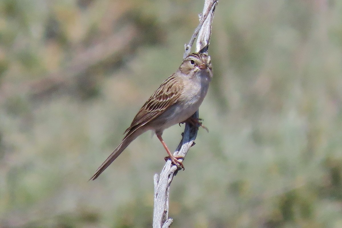 Brewer's Sparrow - Craig Johnson