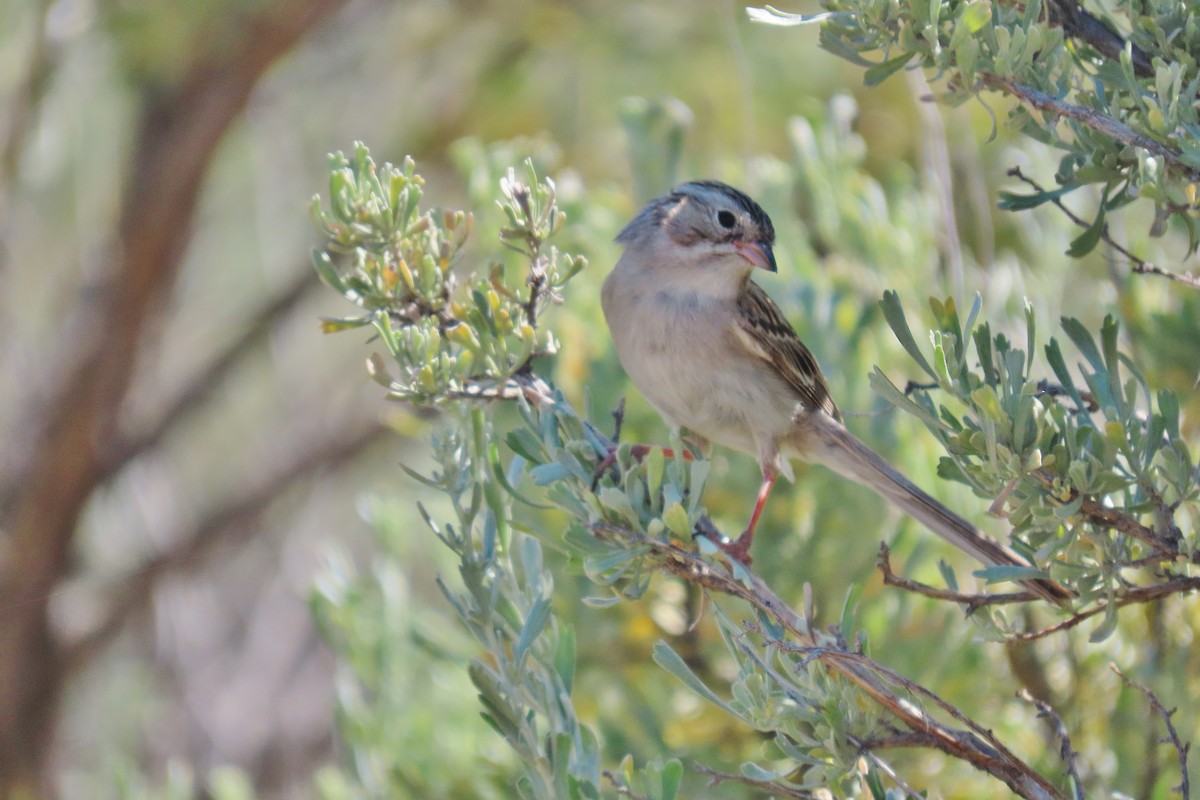 Brewer's Sparrow - ML620819518