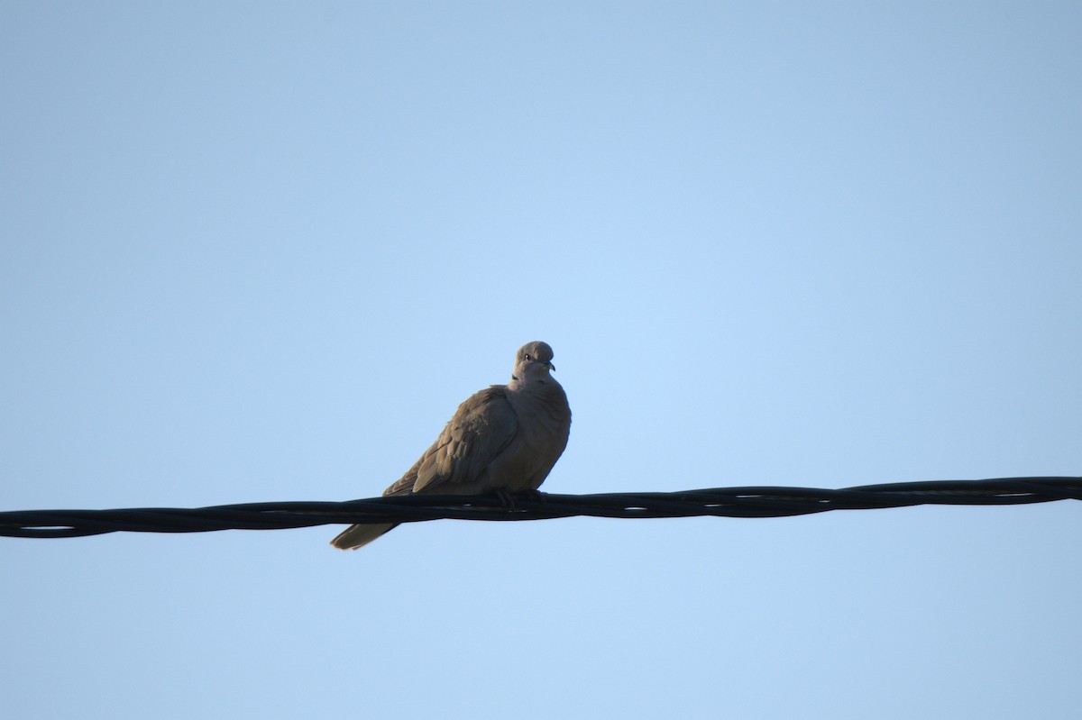 Eurasian Collared-Dove - ML620819519