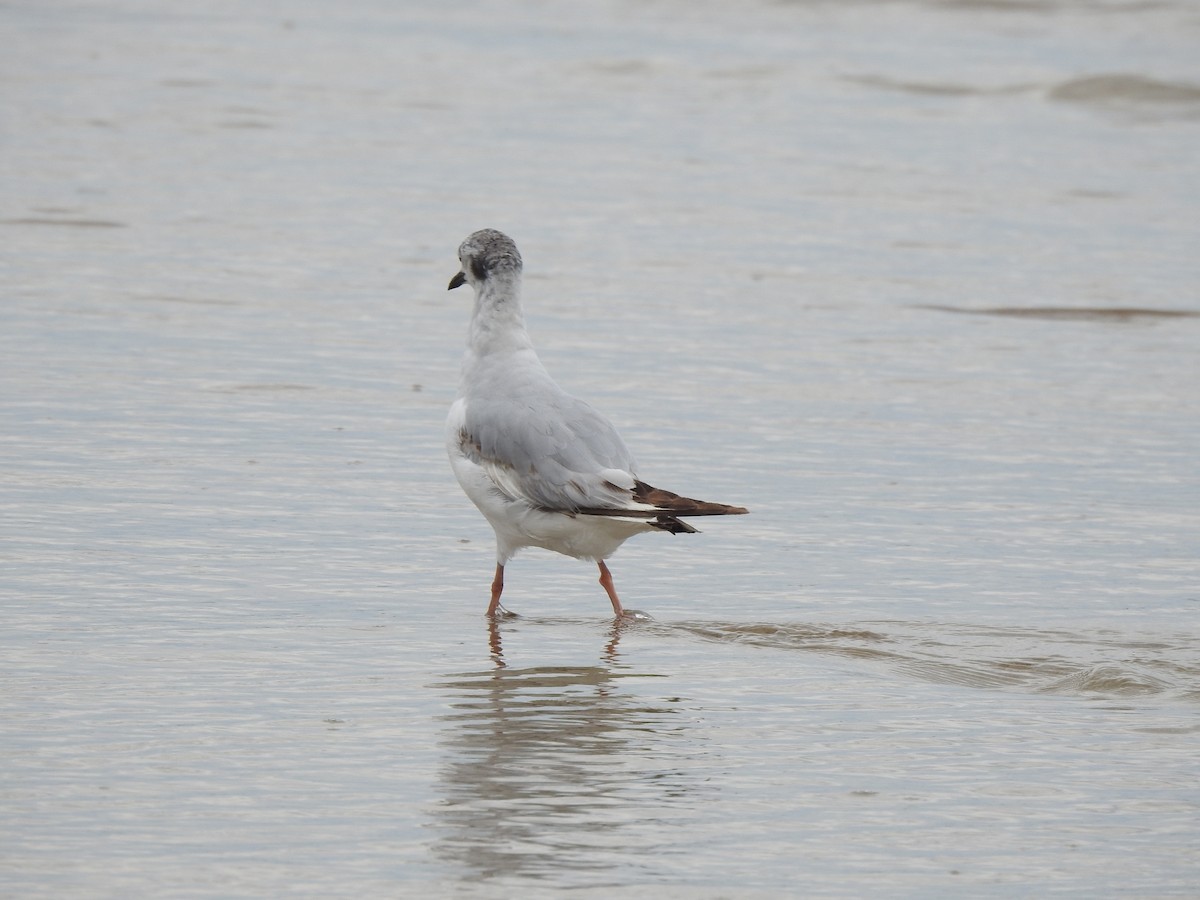 gull sp. - ML620819520