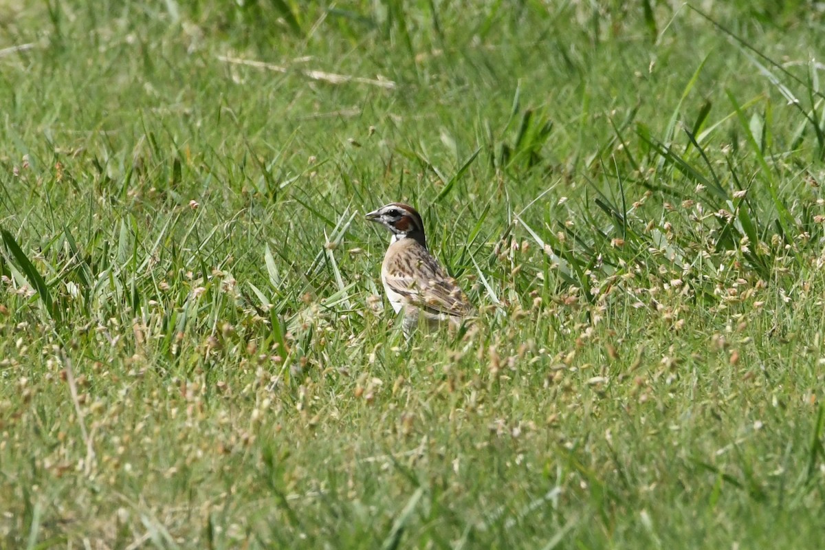 Lark Sparrow - ML620819522