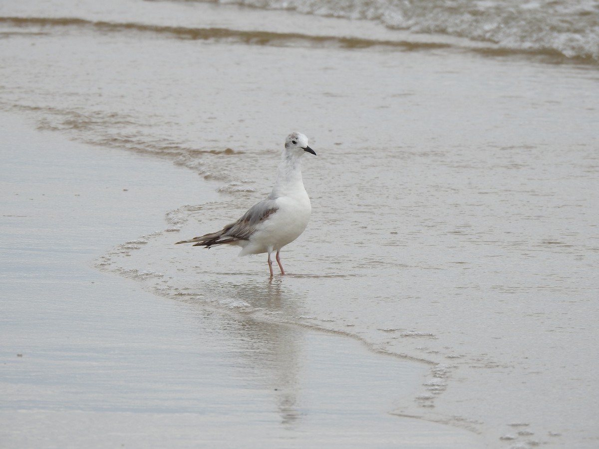 gull sp. - ML620819523