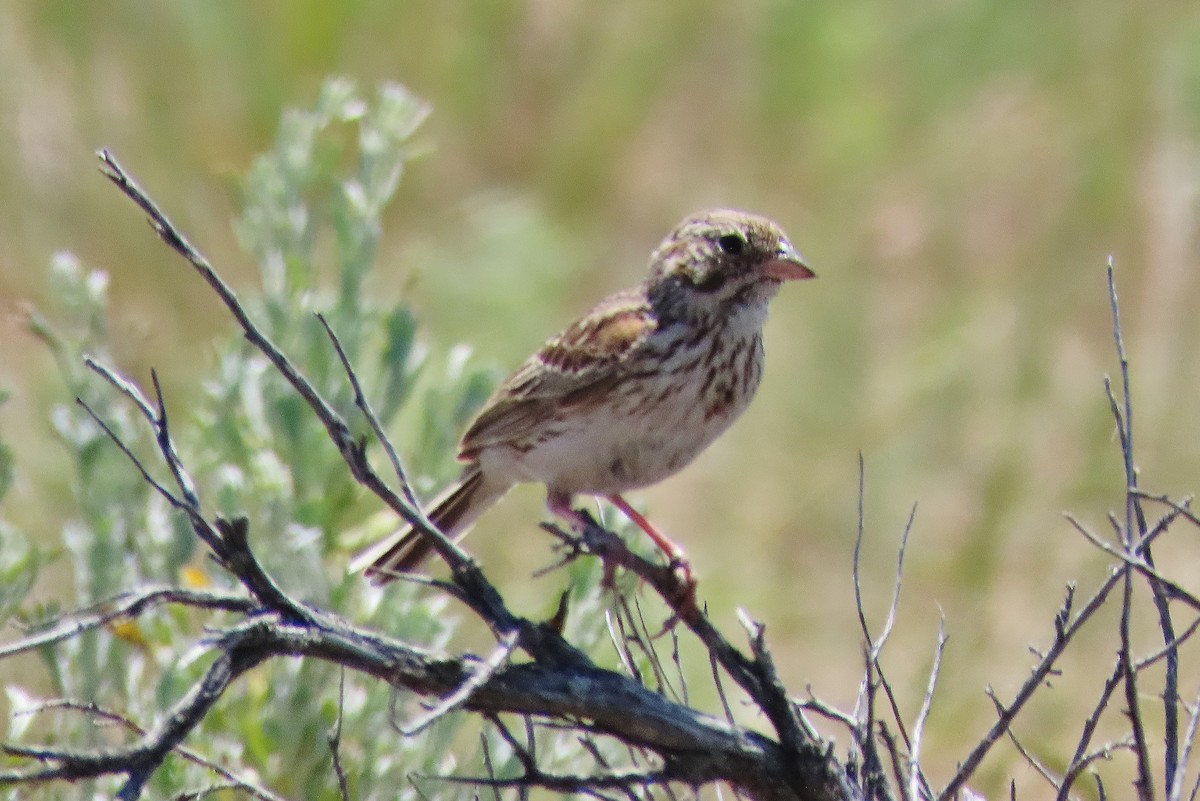 Vesper Sparrow - Craig Johnson