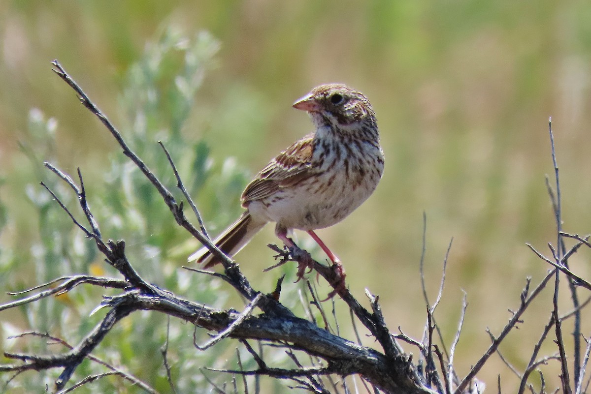 Vesper Sparrow - ML620819525