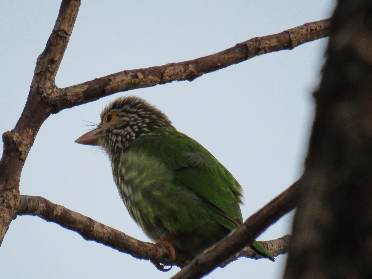 Lineated Barbet - ML620819526