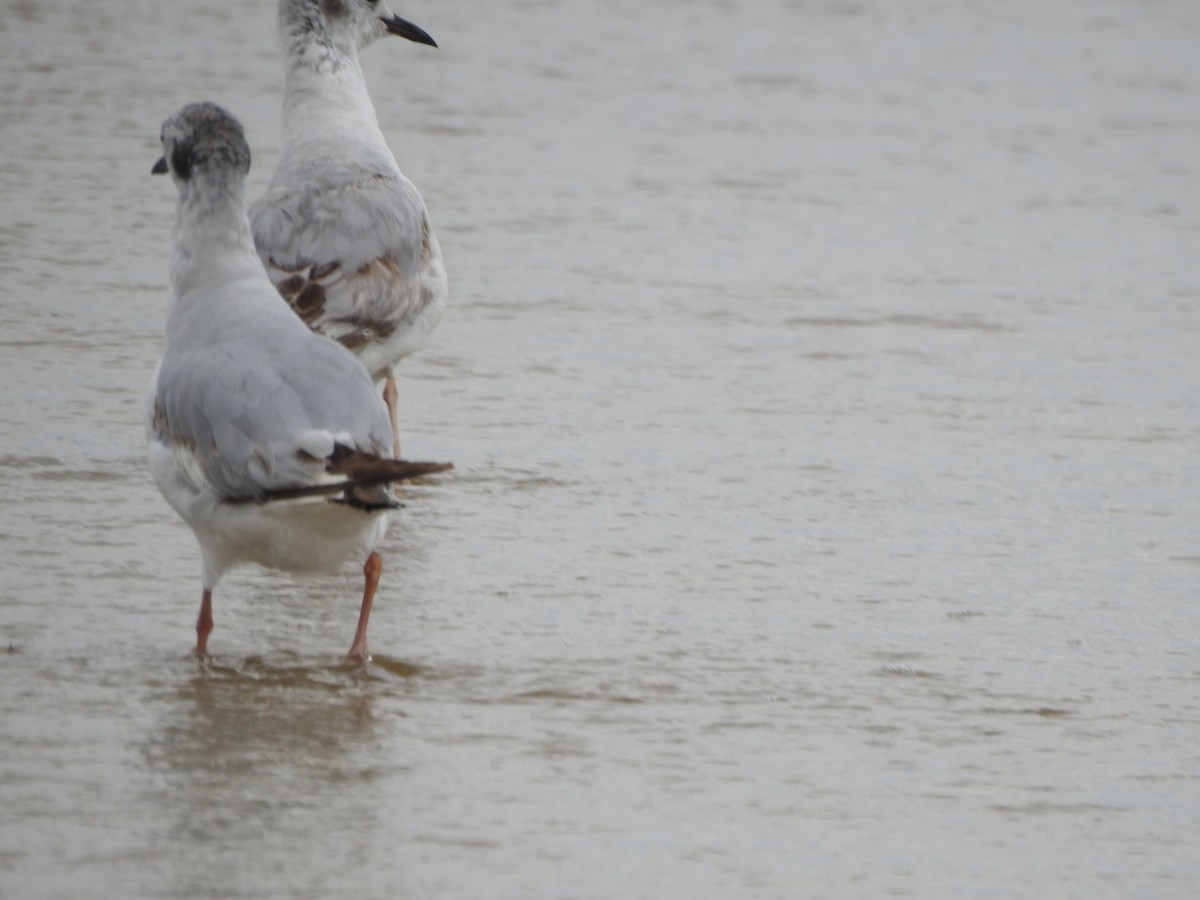 gull sp. - ML620819529