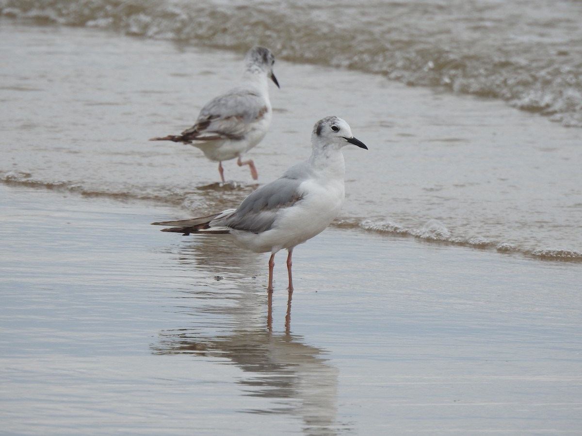 gull sp. - ML620819531