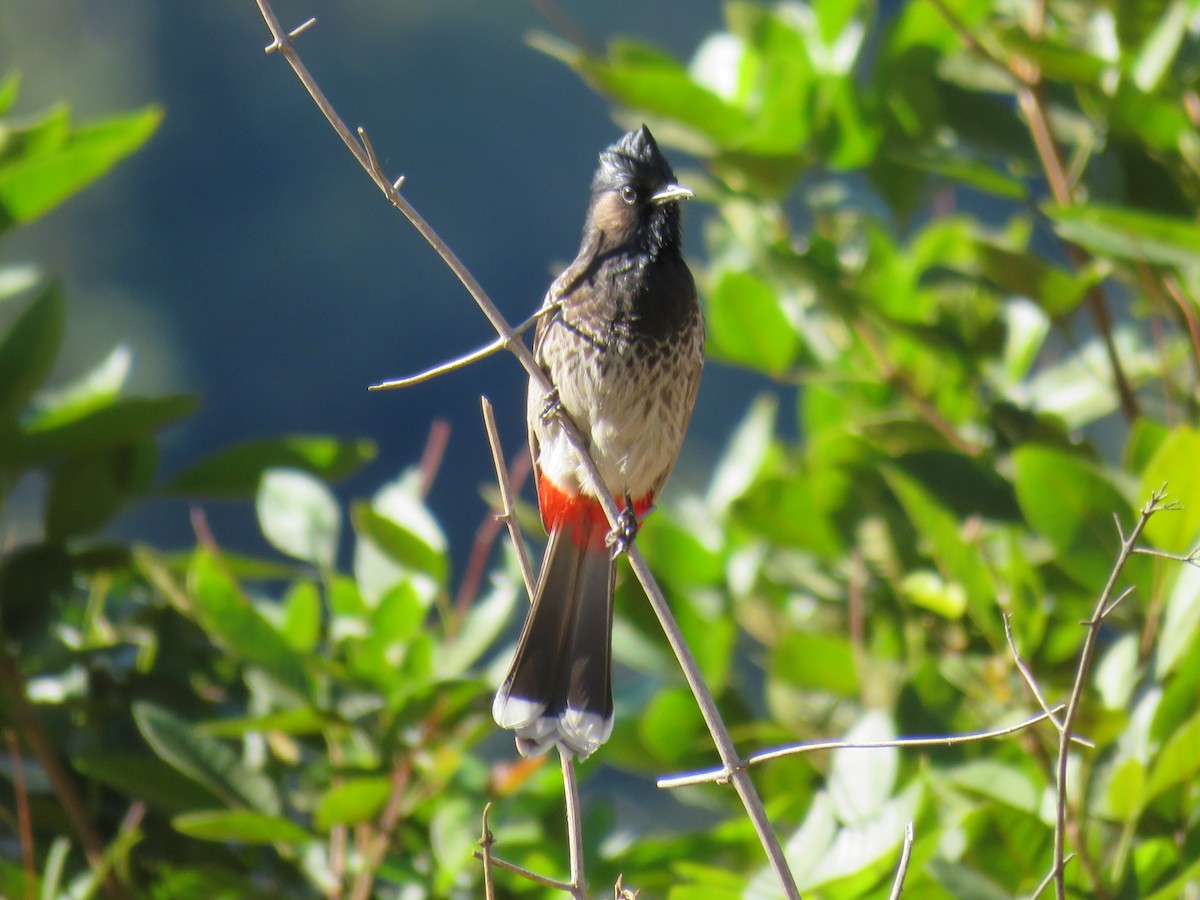 Red-vented Bulbul - ML620819532