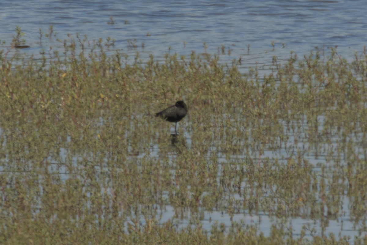 Spotted Redshank - ML620819533