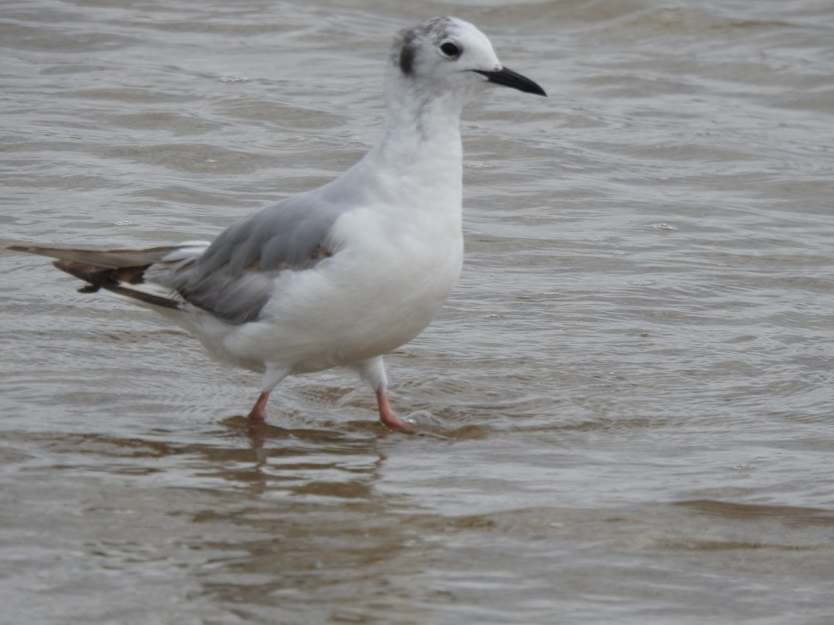 gull sp. - ML620819534