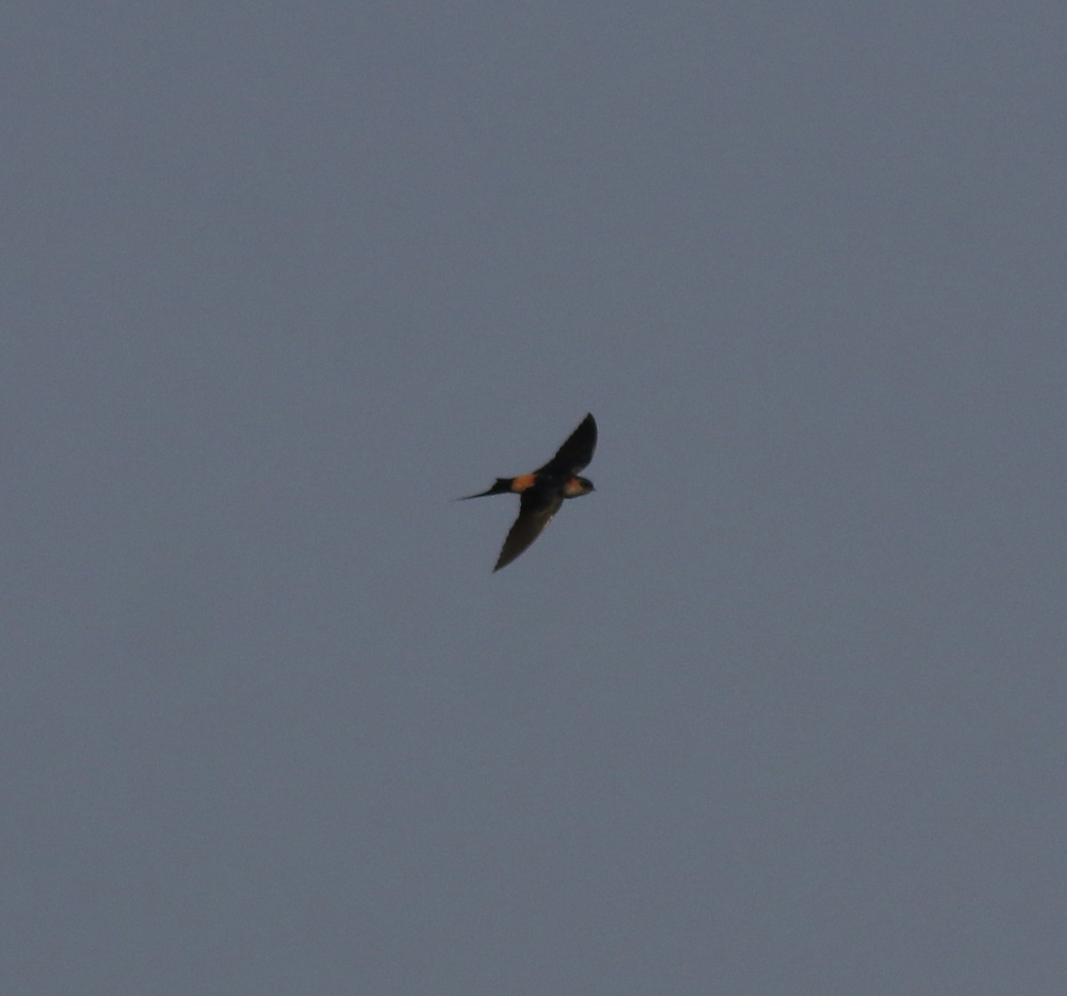 Red-rumped Swallow - ML620819535