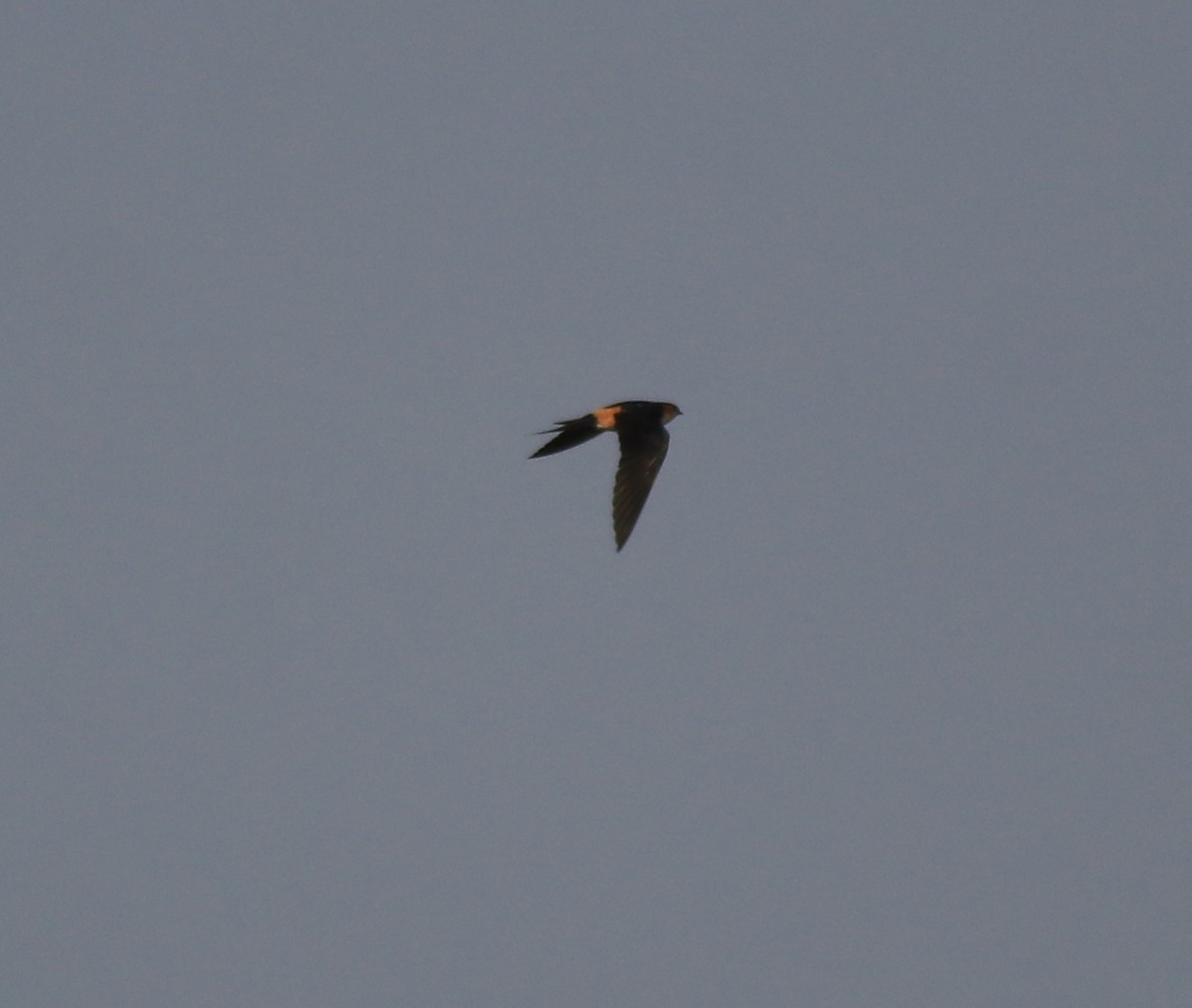 Red-rumped Swallow - ML620819536