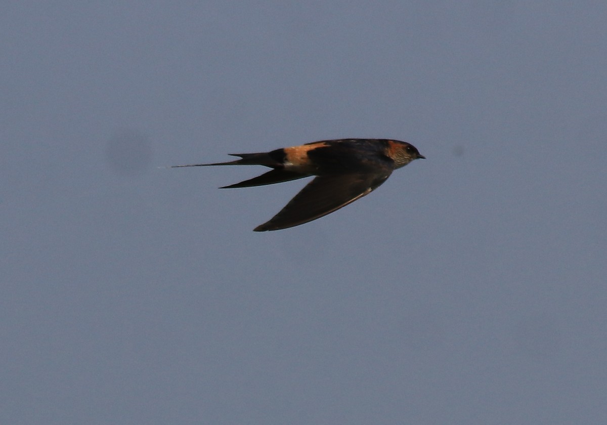 Red-rumped Swallow - ML620819537