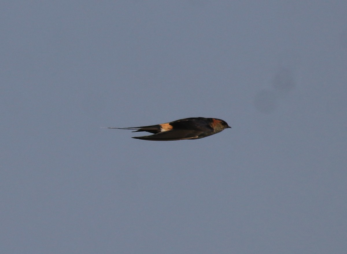 Red-rumped Swallow - ML620819538