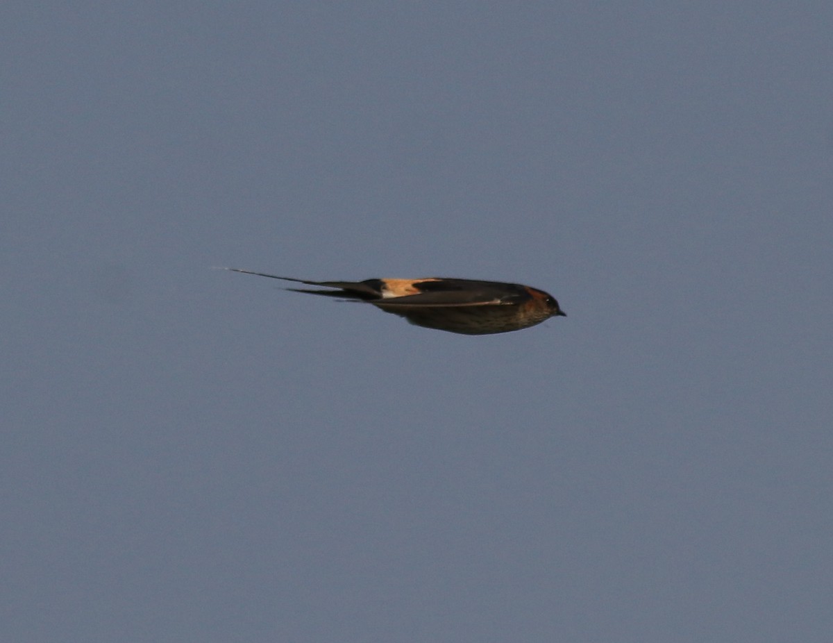 Red-rumped Swallow - ML620819539