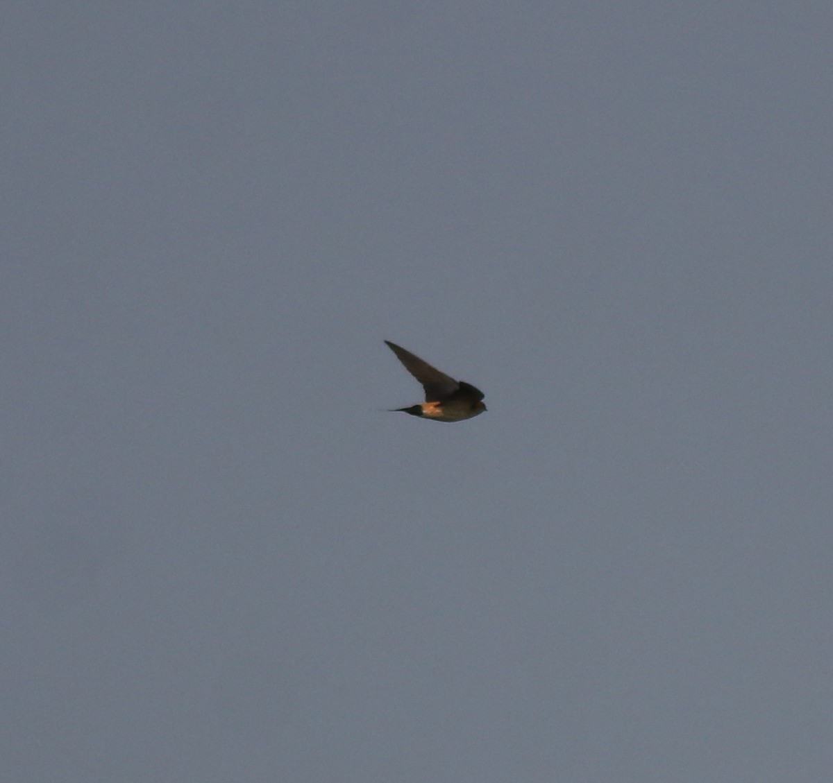 Red-rumped Swallow - ML620819540