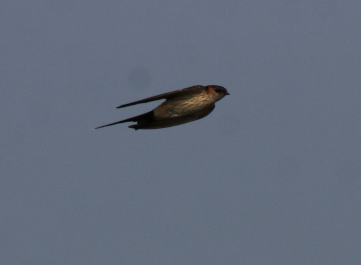 Red-rumped Swallow - Afsar Nayakkan