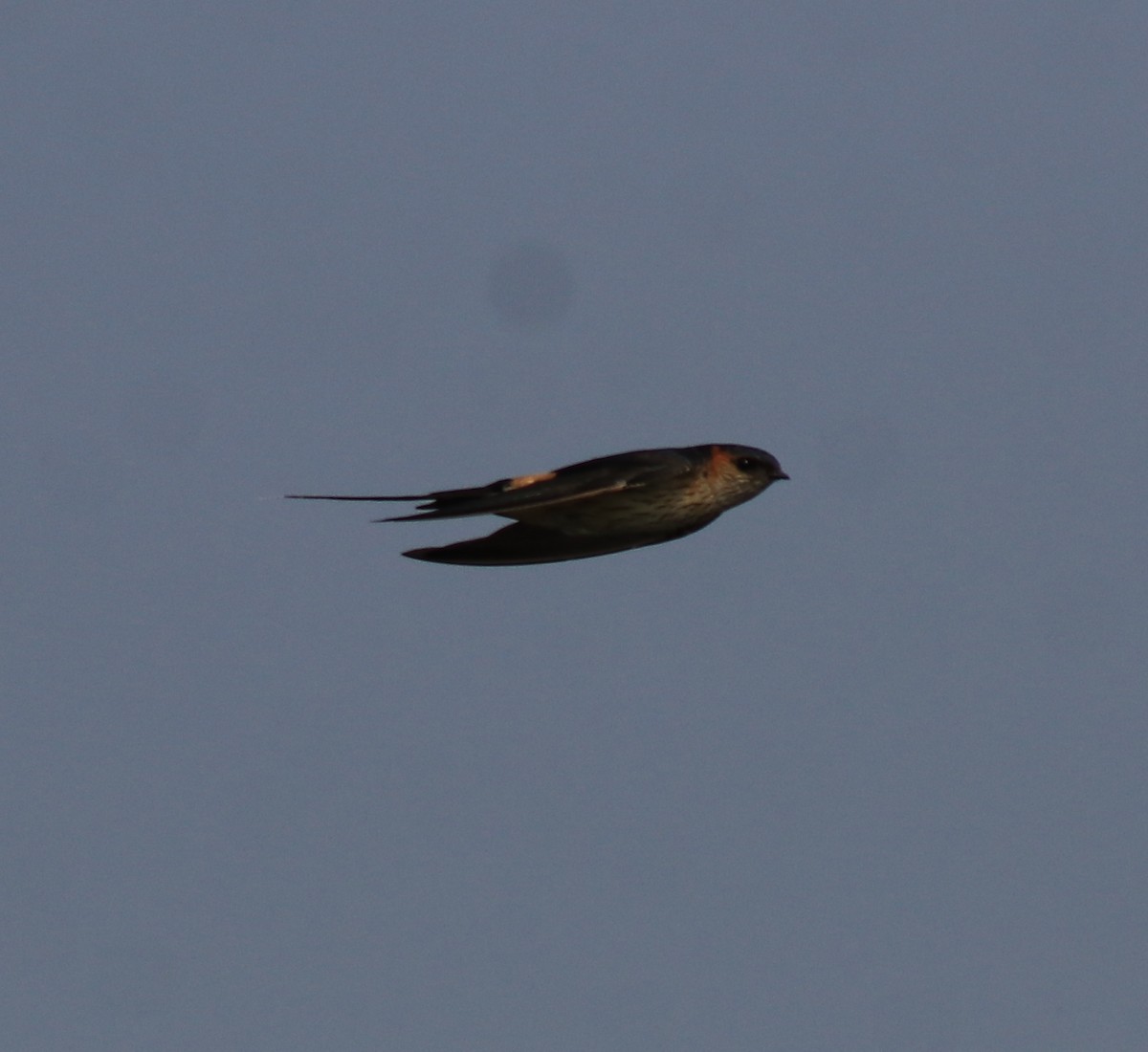 Red-rumped Swallow - ML620819542