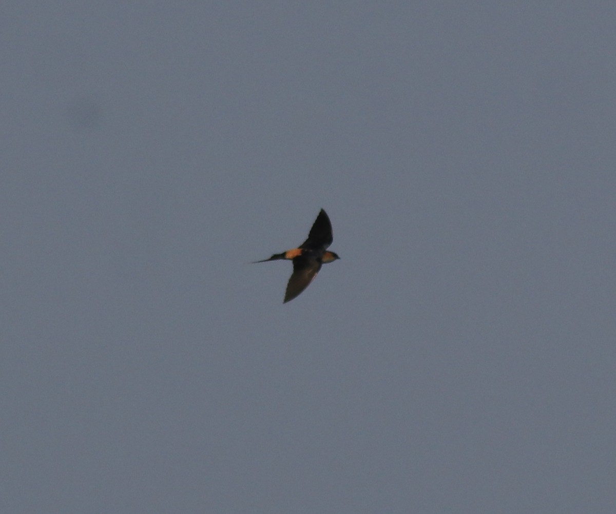 Red-rumped Swallow - ML620819543