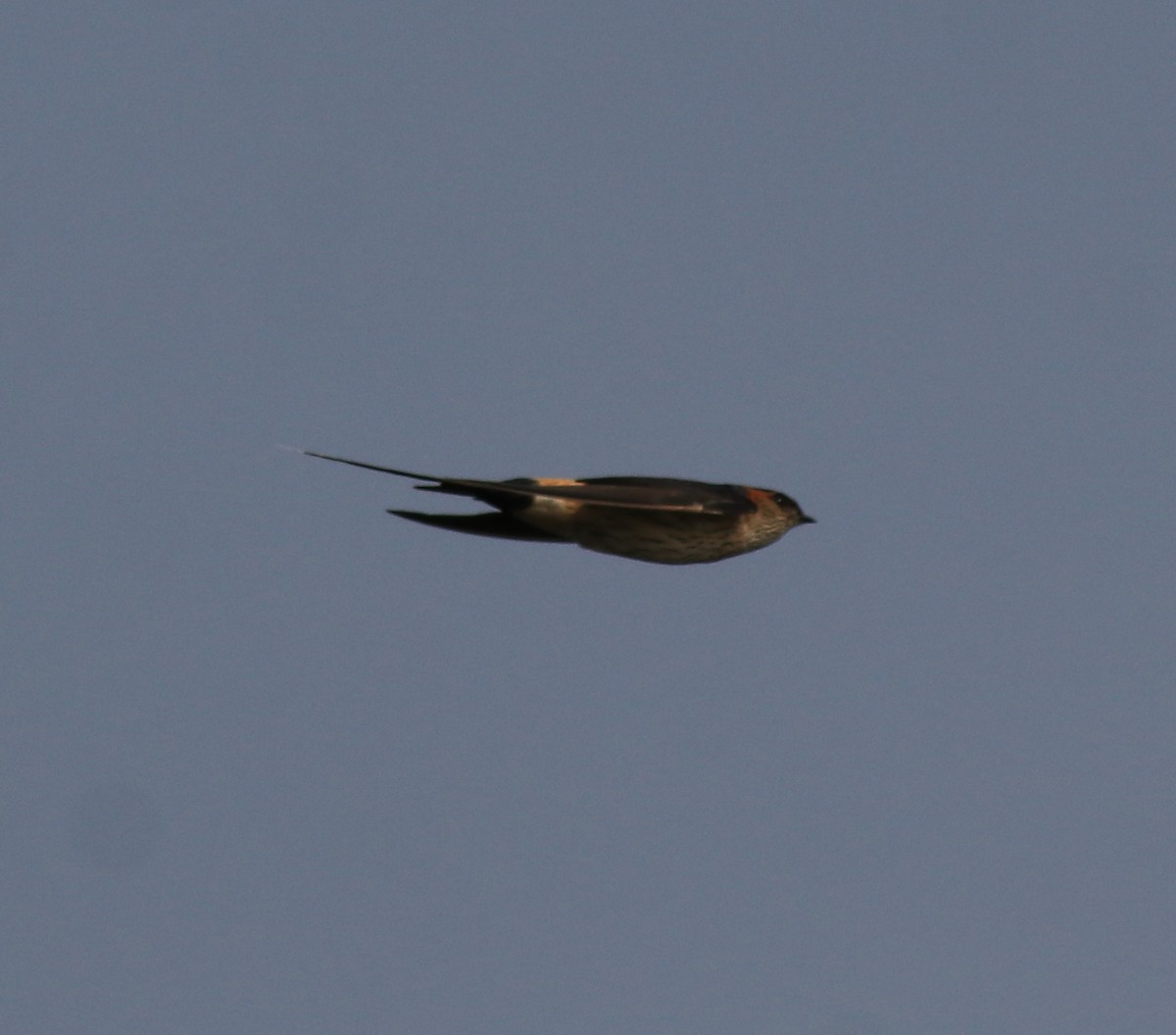 Red-rumped Swallow - Afsar Nayakkan