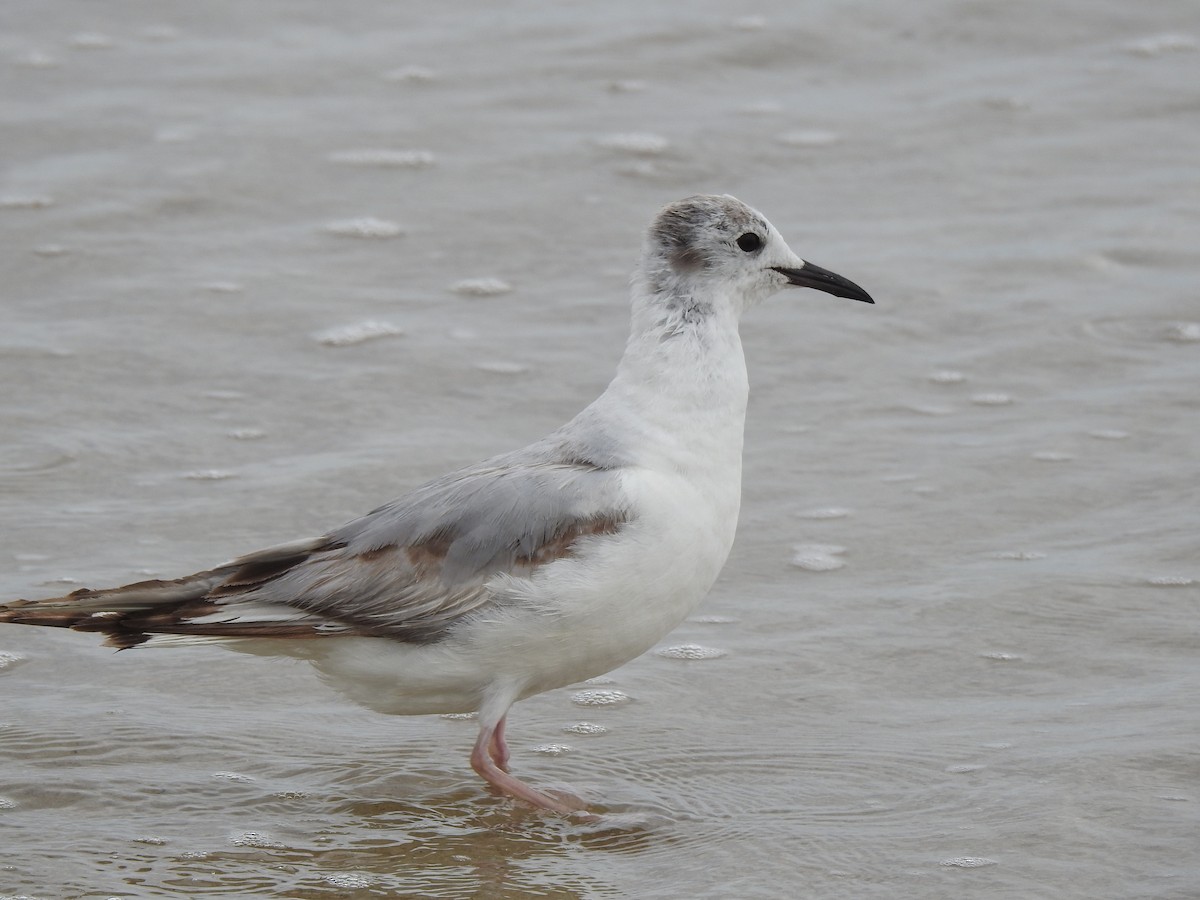 gull sp. - ML620819549