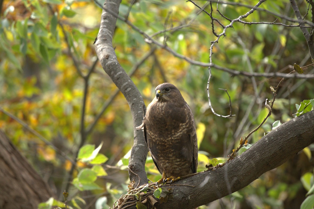 Common Buzzard - ML620819550