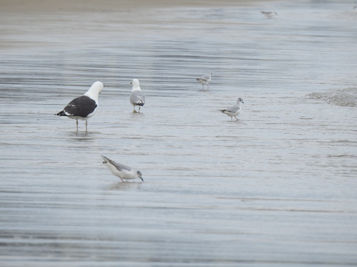 Great Black-backed Gull - ML620819551