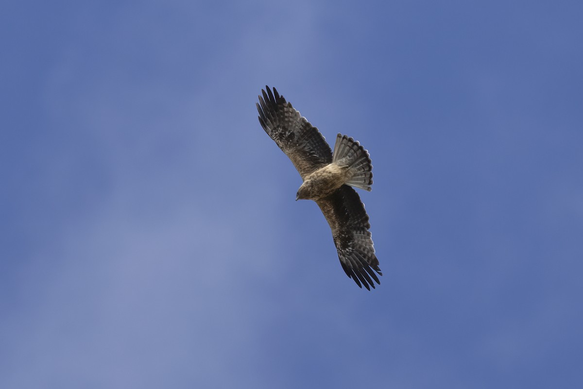 Águila Calzada - ML620819555