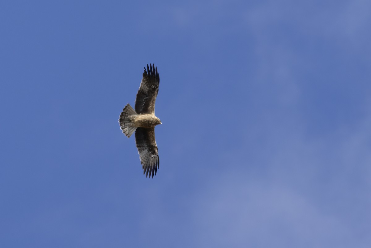 Águila Calzada - ML620819556