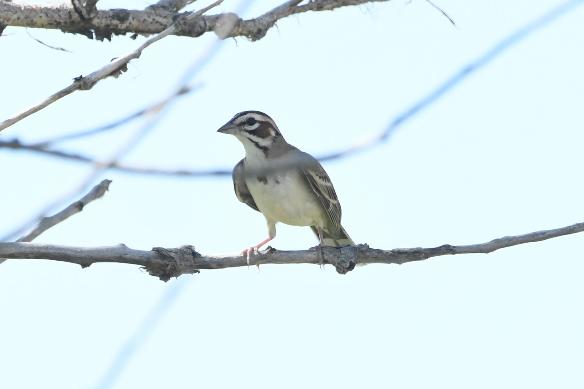 Lark Sparrow - ML620819561