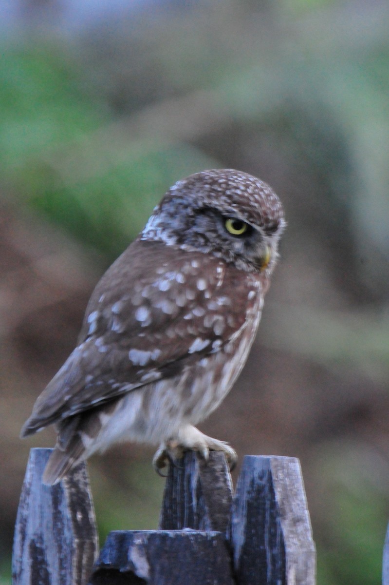 Little Owl - ML620819563