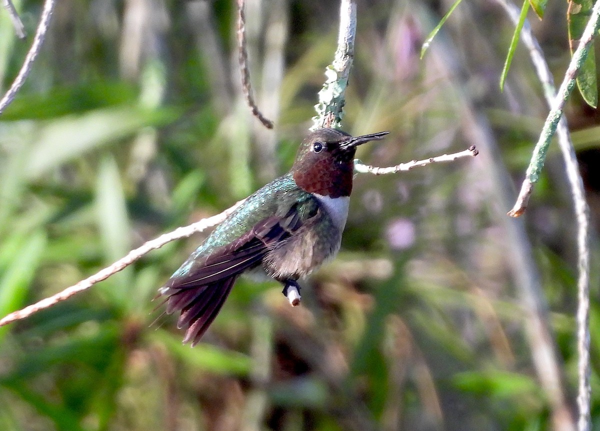 Ruby-throated Hummingbird - ML620819572