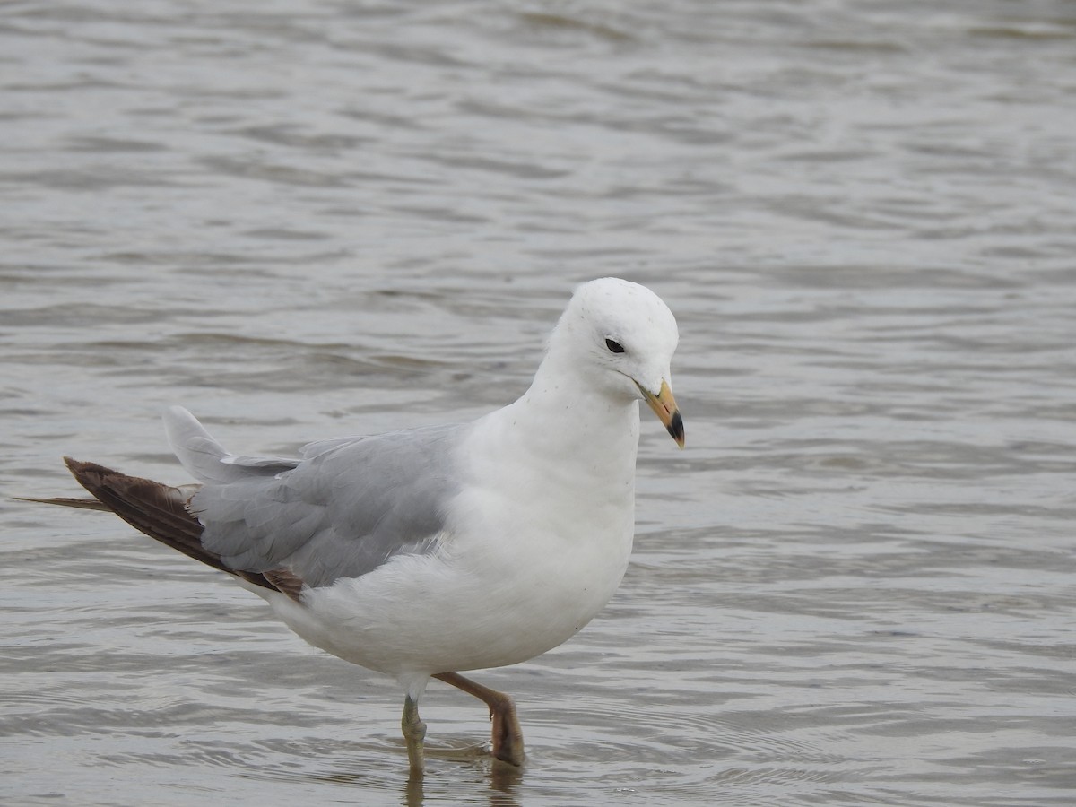 Ring-billed Gull - ML620819573