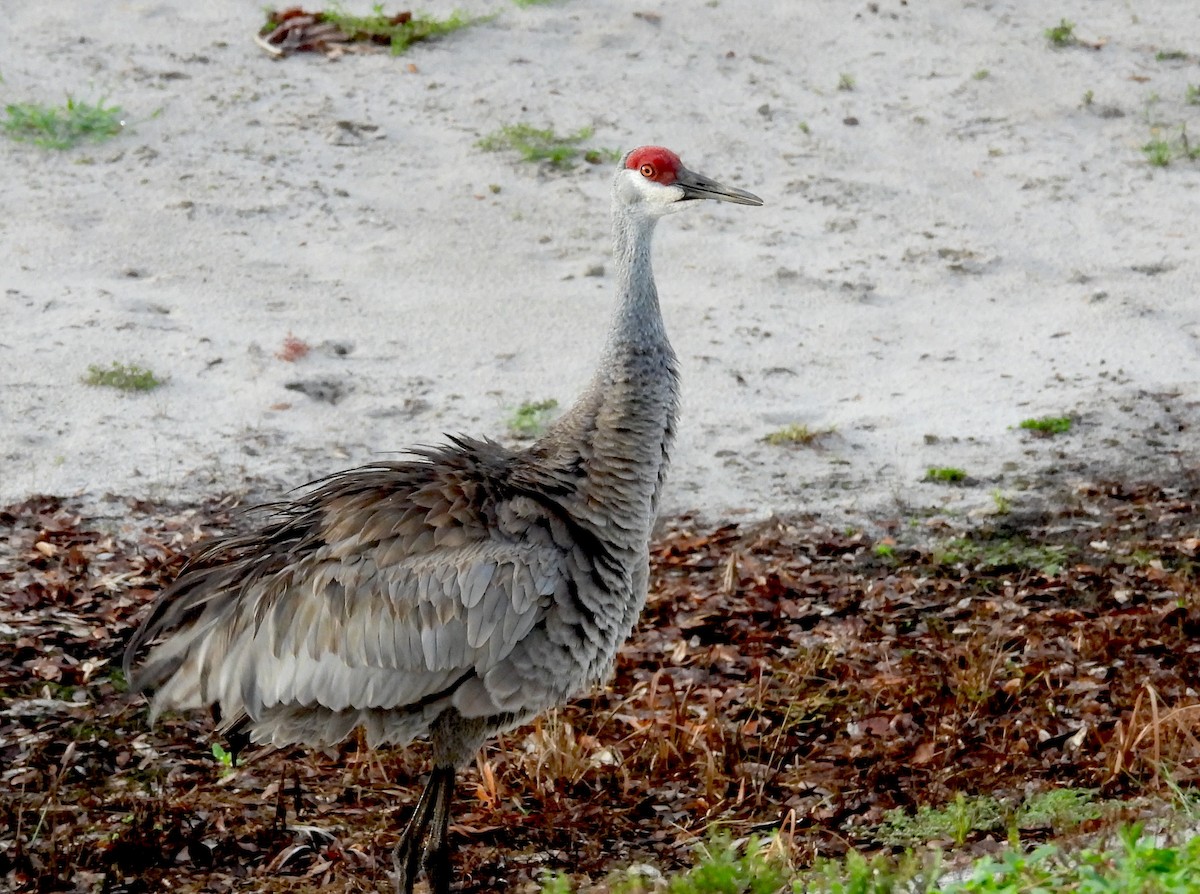 Grulla Canadiense - ML620819575