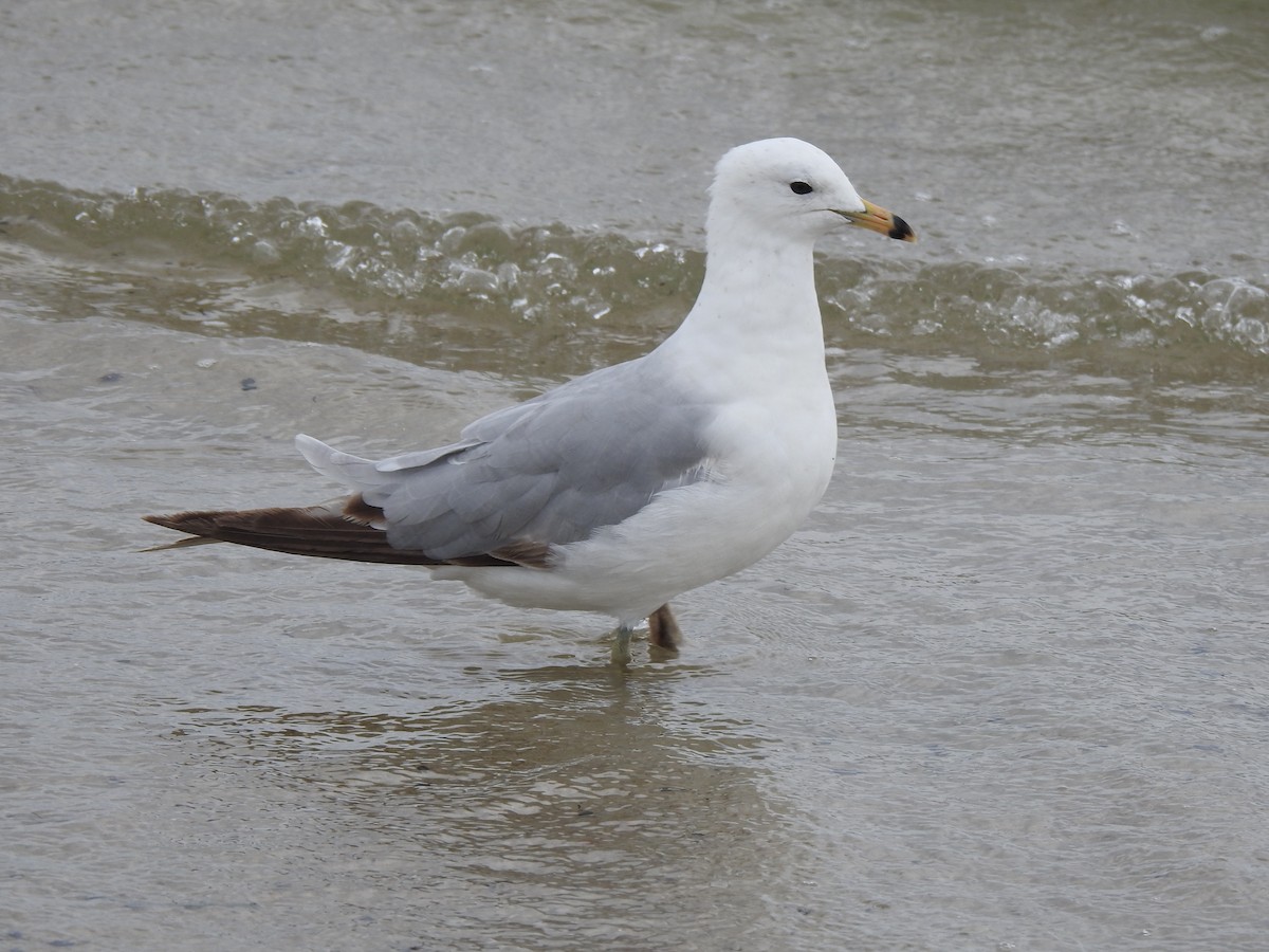 Ring-billed Gull - ML620819577