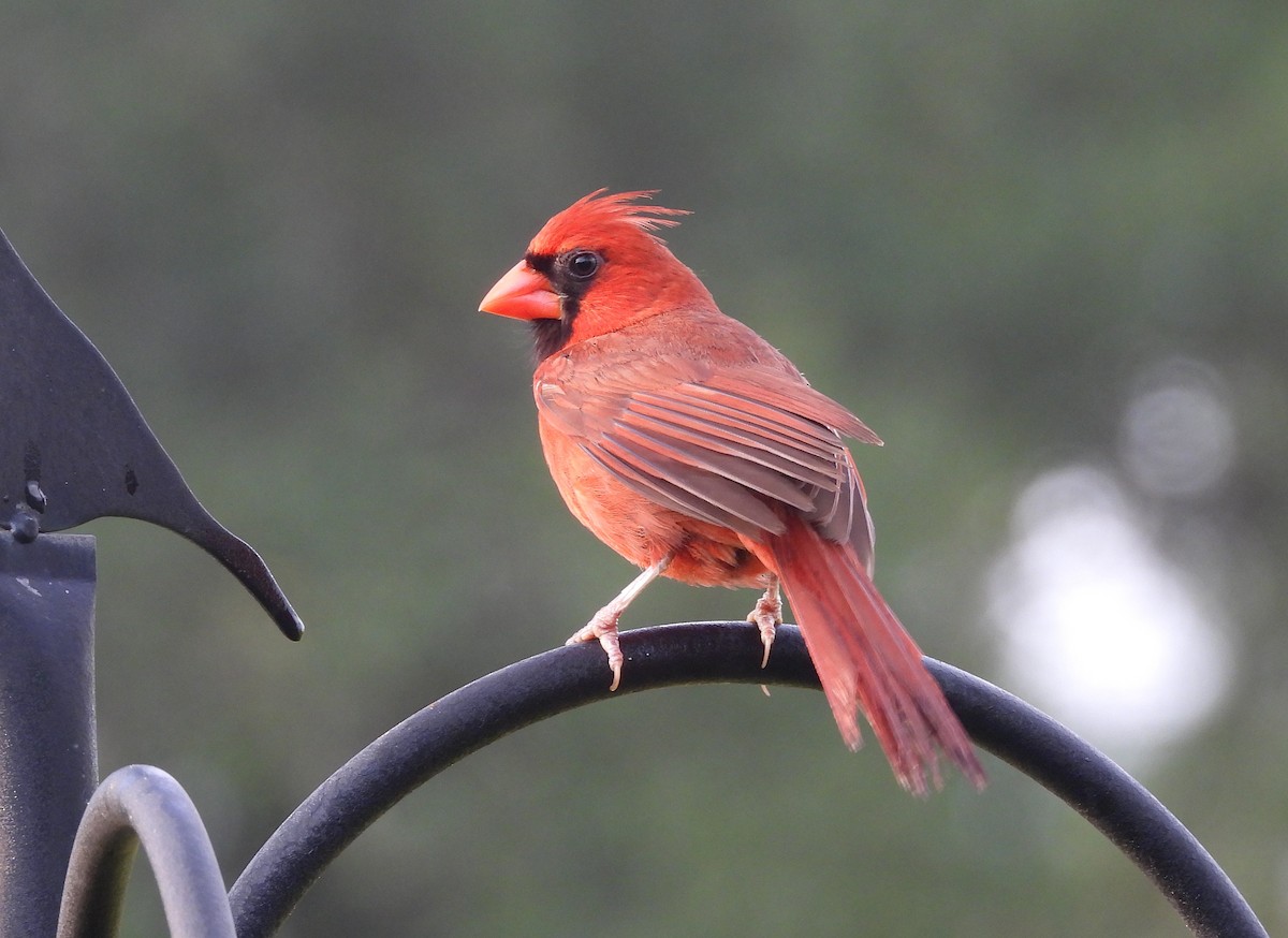 Northern Cardinal - ML620819579