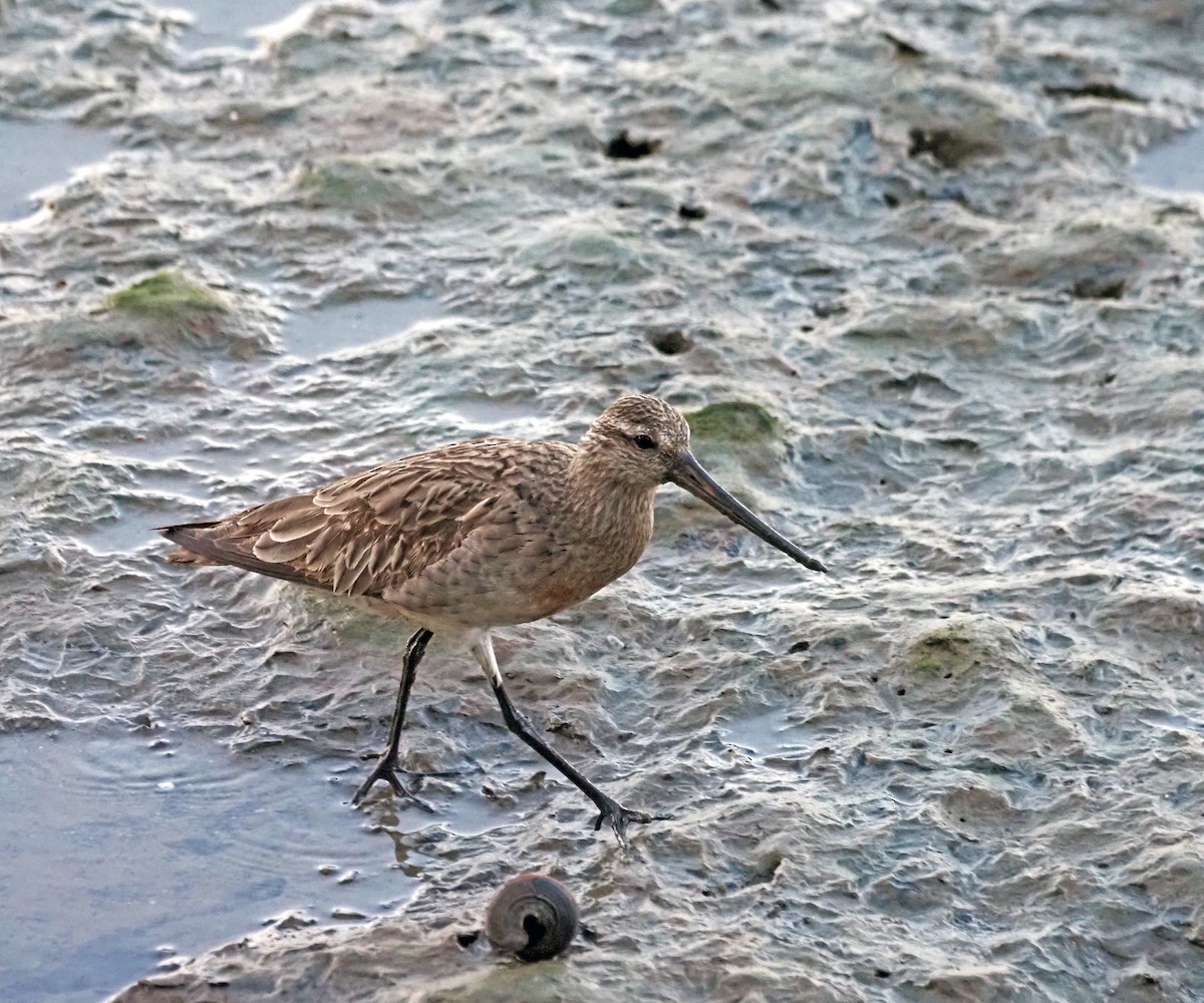 Bar-tailed Godwit - ML620819584