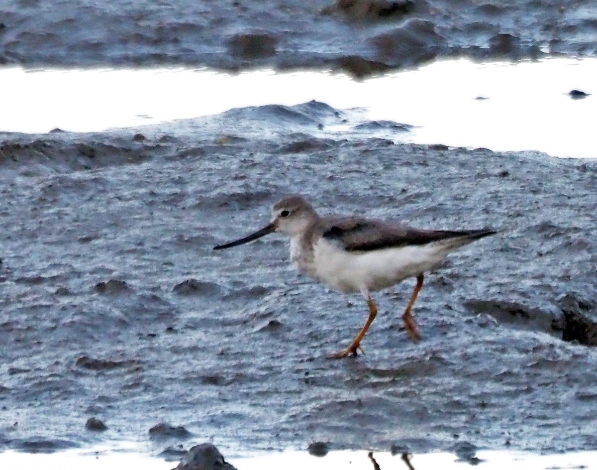 Terekwasserläufer - ML620819585